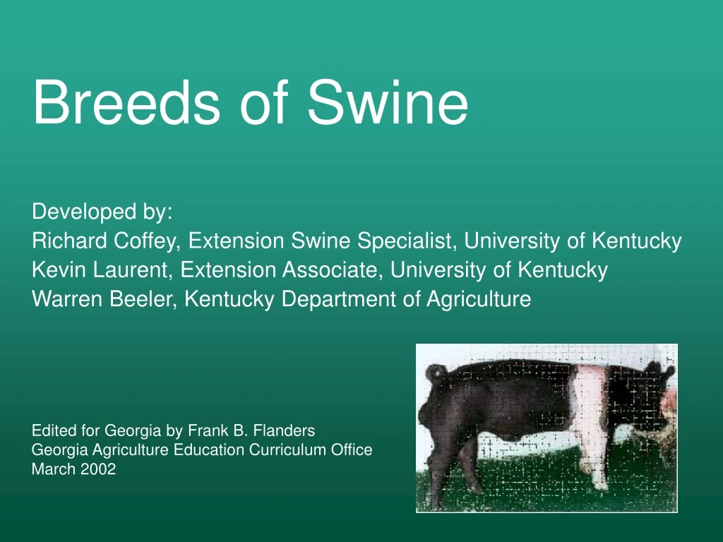 breeds of swine