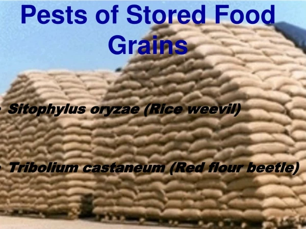 Pests of Stored Food Grains