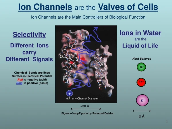 Ion Channels are the Valves of Cells Ion Channels are the Main Controllers of Biological Function