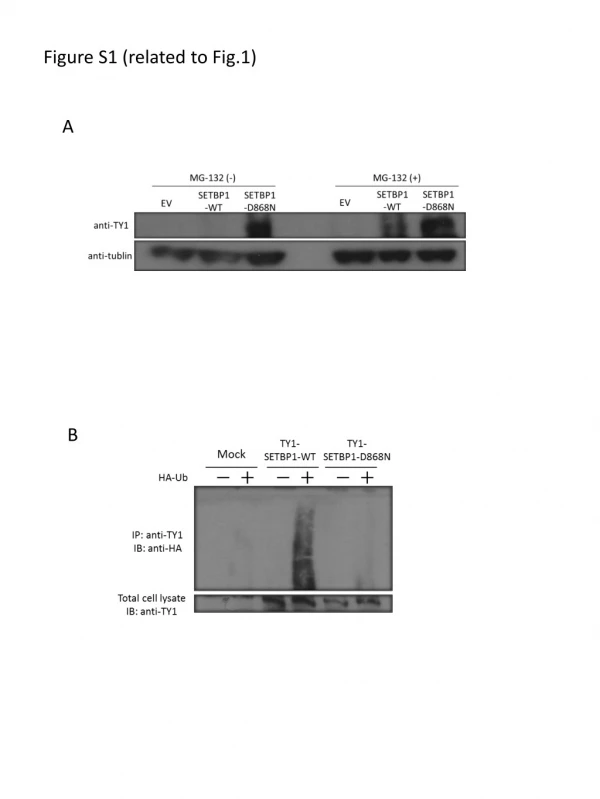 Figure S1 (related to Fig.1)