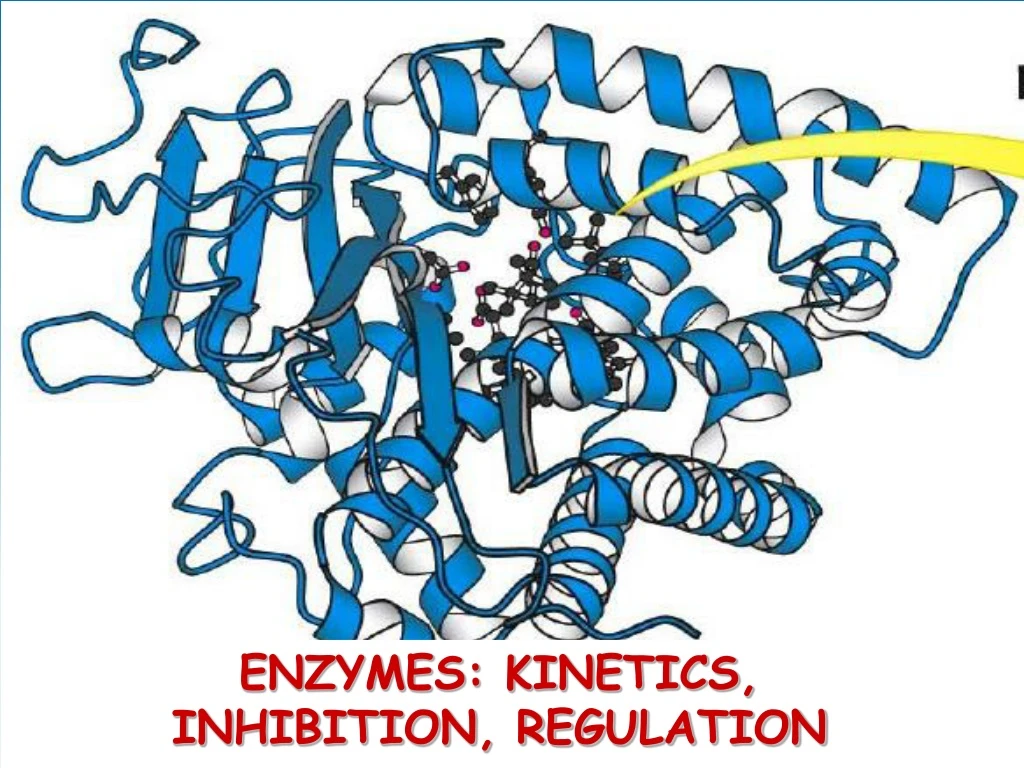 enzymes kinetics inhibition regulation