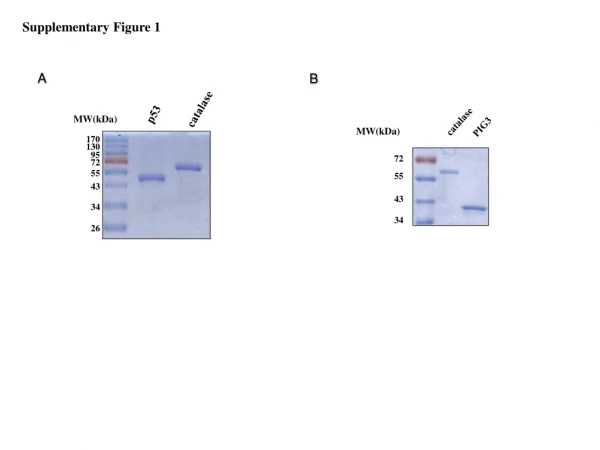 Supplementary Figure 1