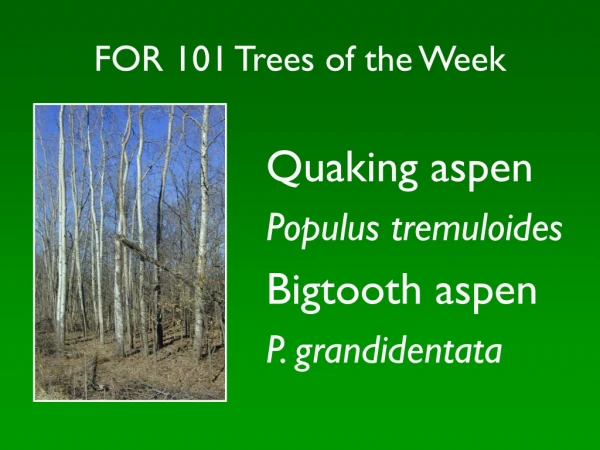FOR 101 Trees of the Week