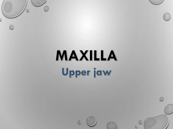 MAXILLA Upper jaw