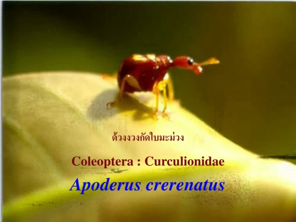 Apoderus crerenatus