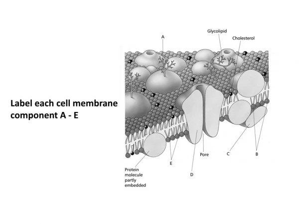 Label each cell membrane component A - E