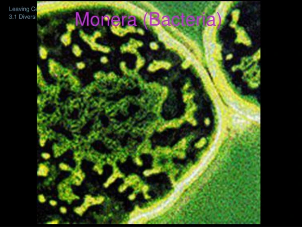 Monera (Bacteria)