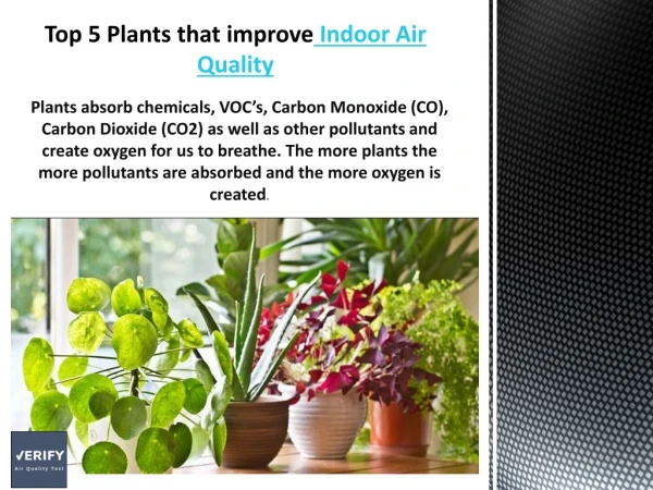Top 5 plants that improve indoor air quality