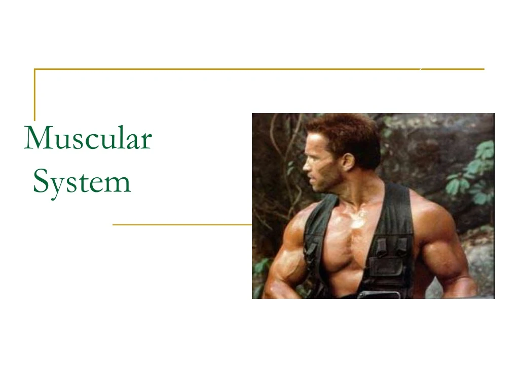 muscular system