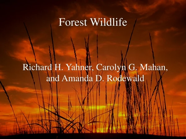 Forest Wildlife