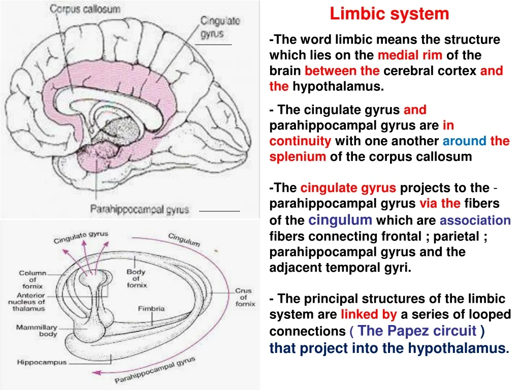 limbic system the word limbic means the structure