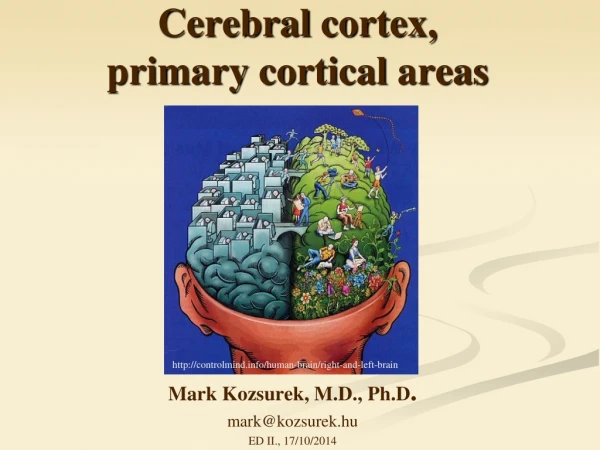 Cerebral cortex , primary cortical areas