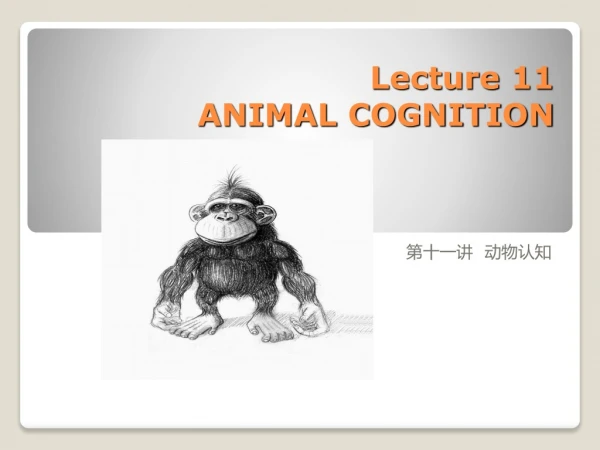 Lecture 11 ANIMAL COGNITION
