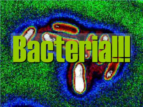 Bacteria!!!