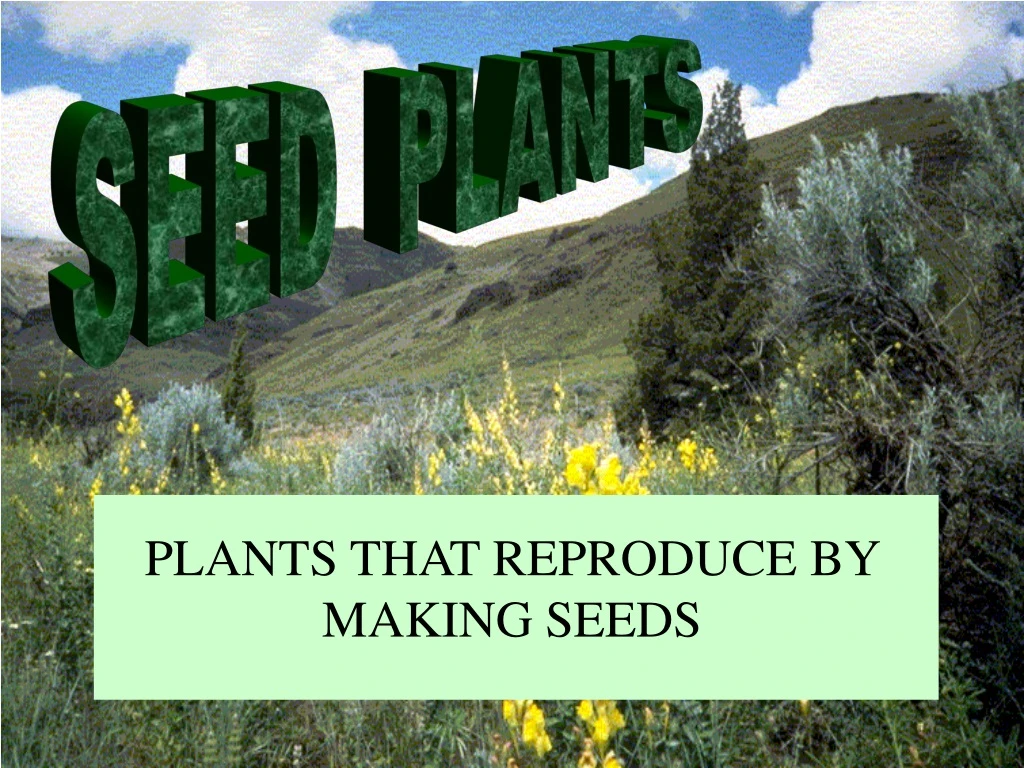 seed plants