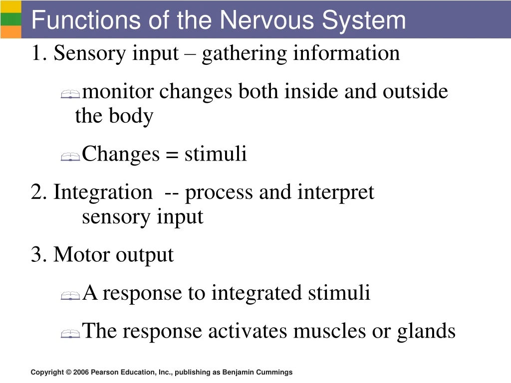 functions of the nervous system