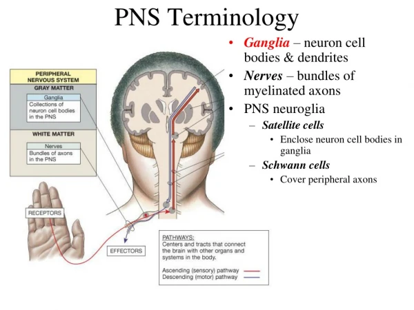 PNS Terminology