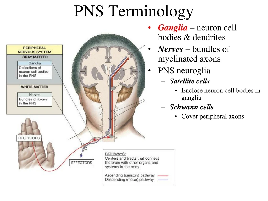 pns terminology