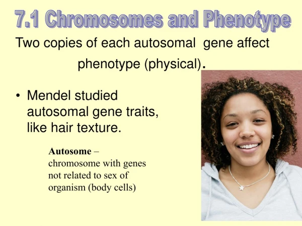 Two copies of each autosomal gene affect phenotype (physical) .