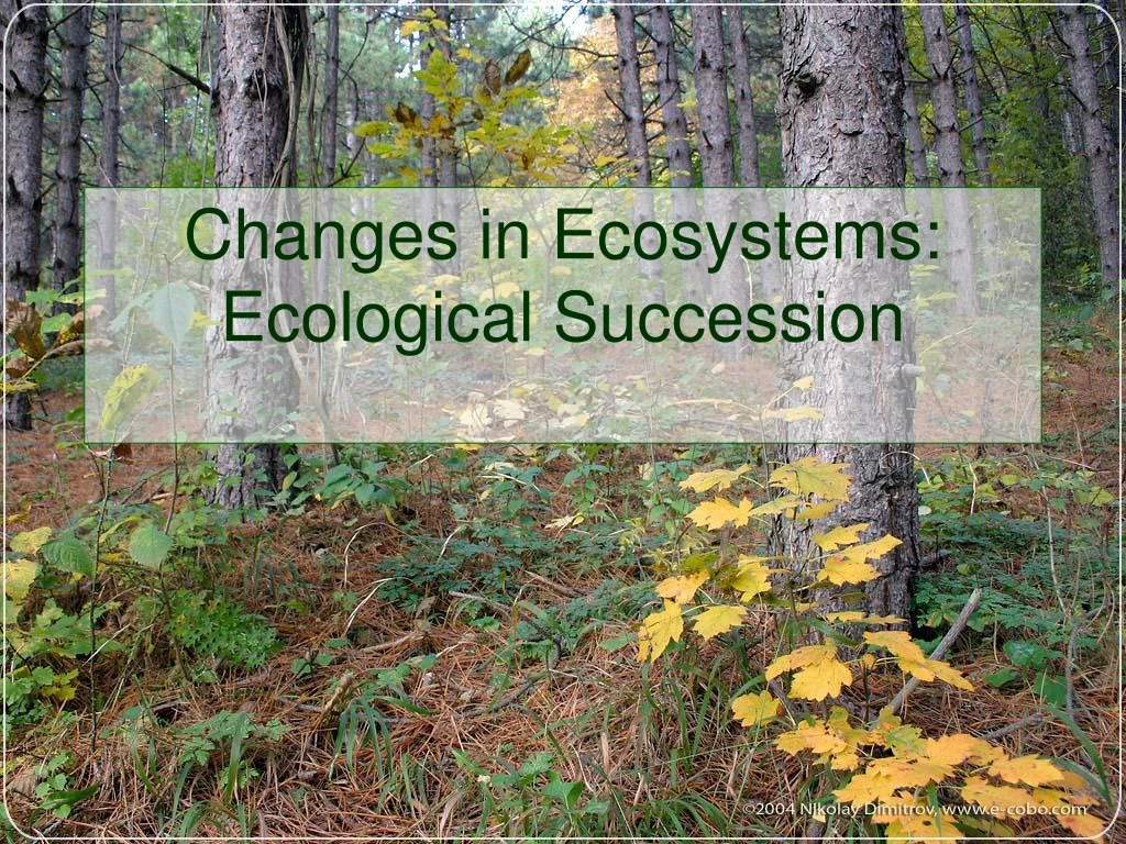 changes in ecosystems ecological succession