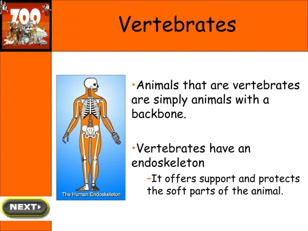 Vertebrates