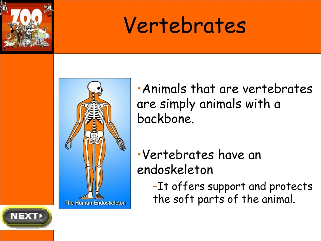 vertebrates