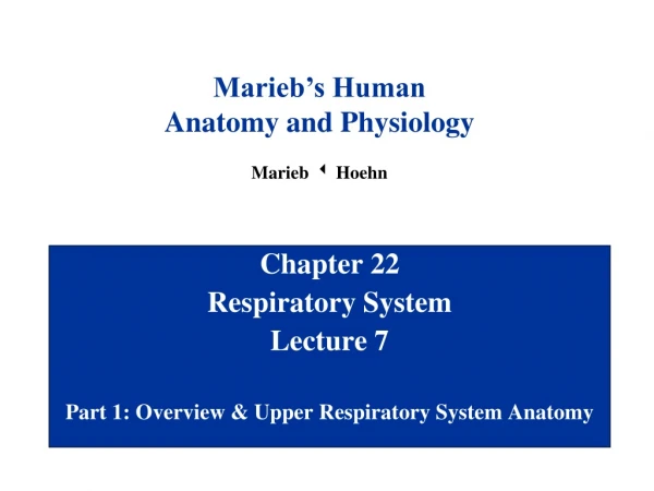 Chapter 22 Respiratory System Lecture 7 Part 1: Overview &amp; Upper Respiratory System Anatomy