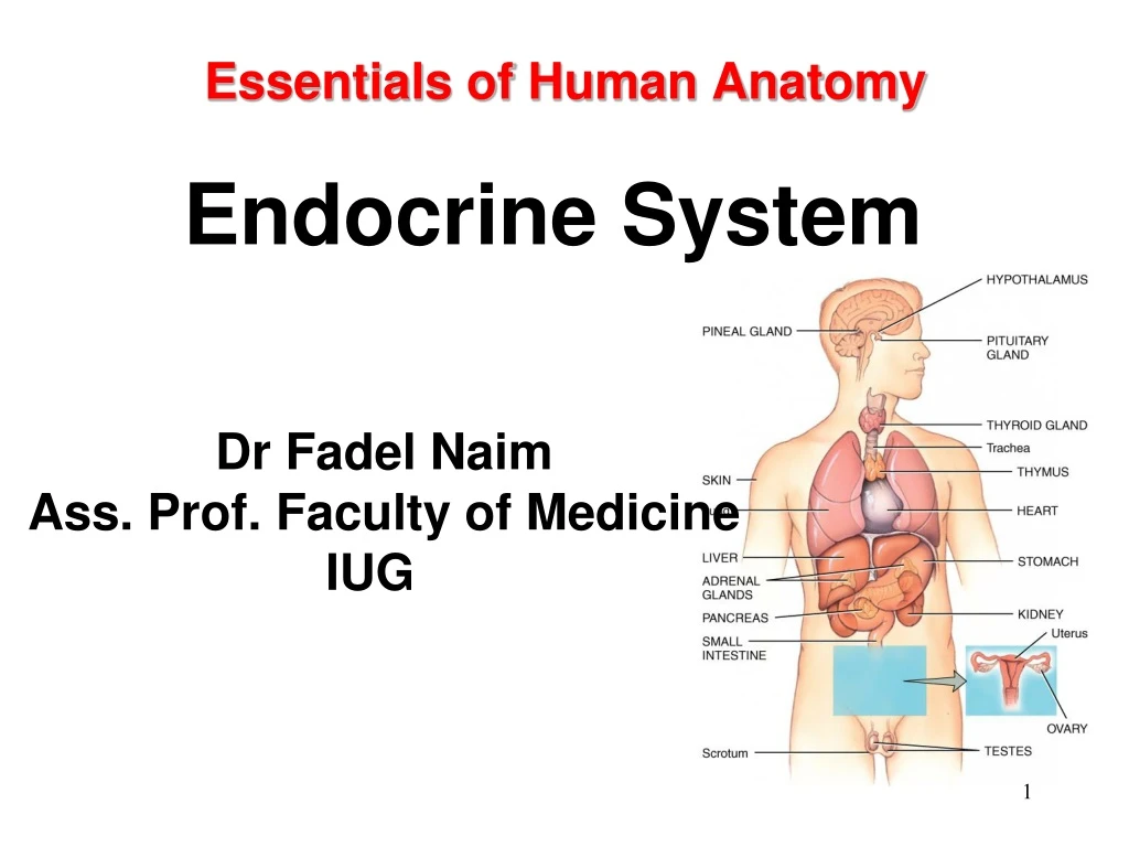 essentials of human anatomy endocrine system