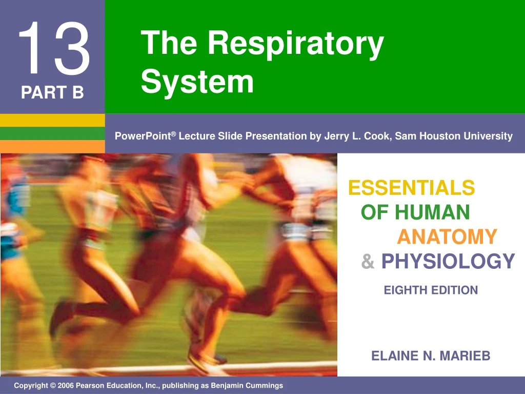 the respiratory system