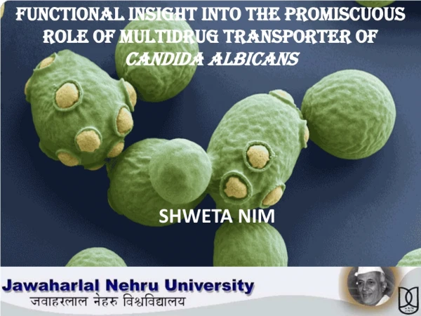 Functional insight into the promiscuous role of multidrug transporter of Candida albicans
