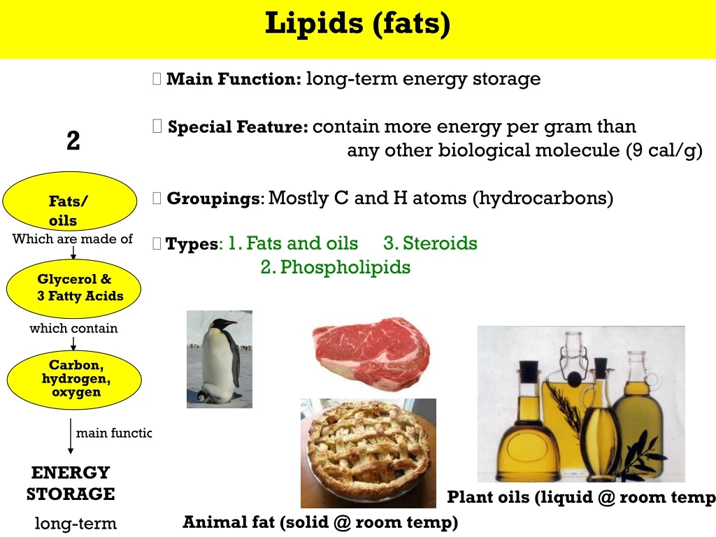 lipids fats