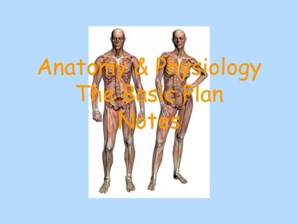 Anatomy &amp; Physiology The Basic Plan Notes