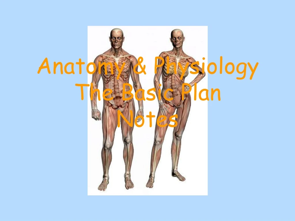 anatomy physiology the basic plan notes