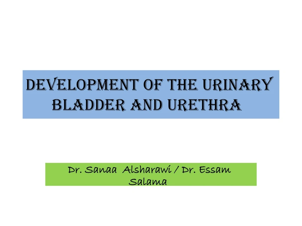 development of the urinary bladder and urethra