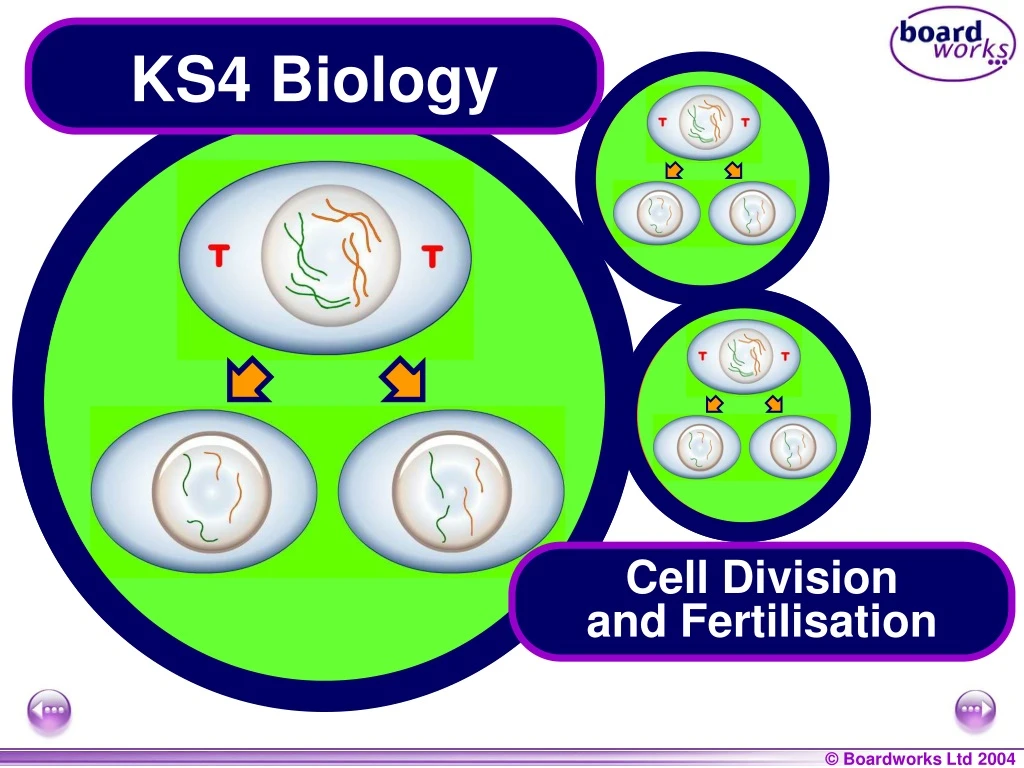 cell division and fertilisation