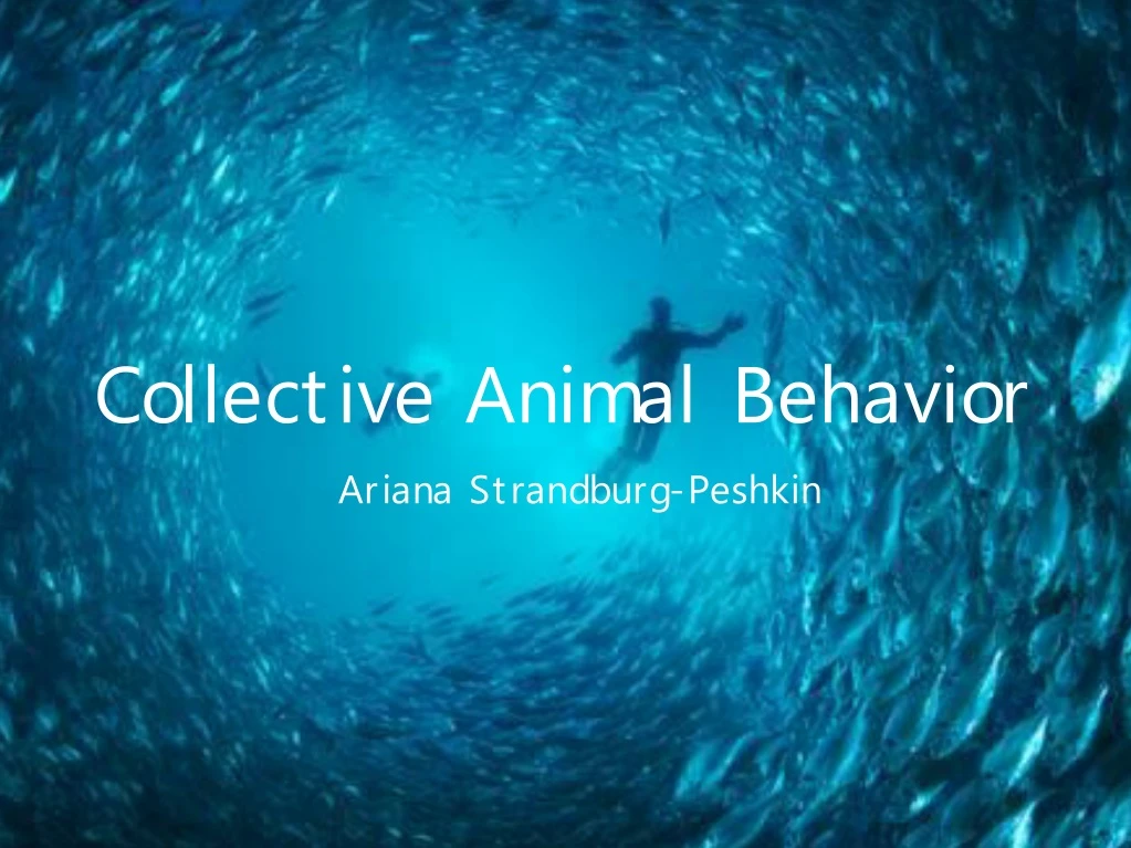 collective animal behavior