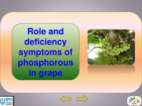 Role and deficiency symptoms of phosphorous in grape