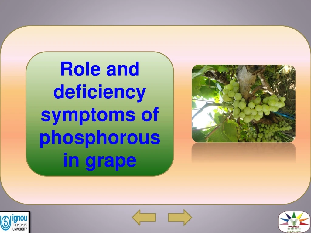 role and deficiency symptoms of phosphorous