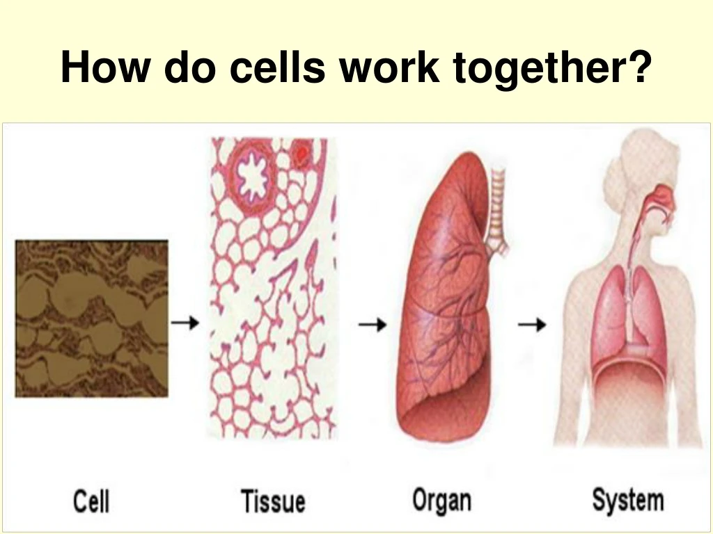 how do cells work together