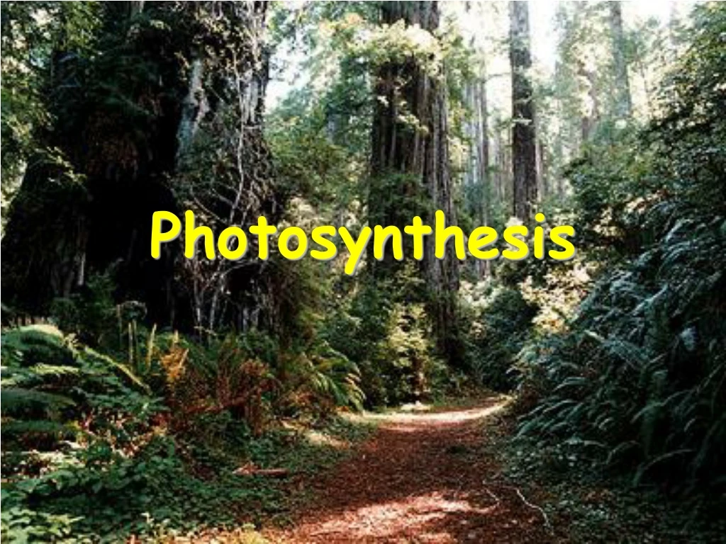 photosynthesis