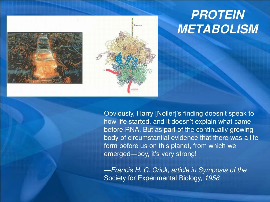 protein metabolism