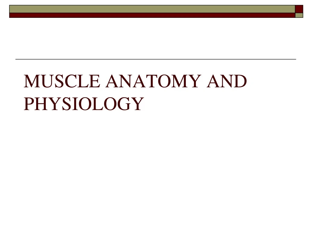 muscle anatomy and physiology