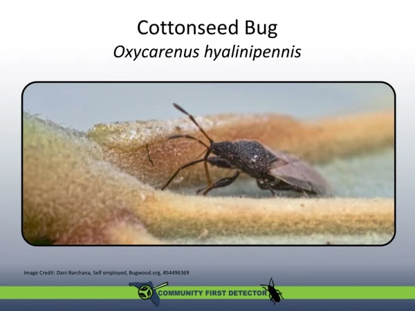 Cottonseed Bug Oxycarenus hyalinipennis