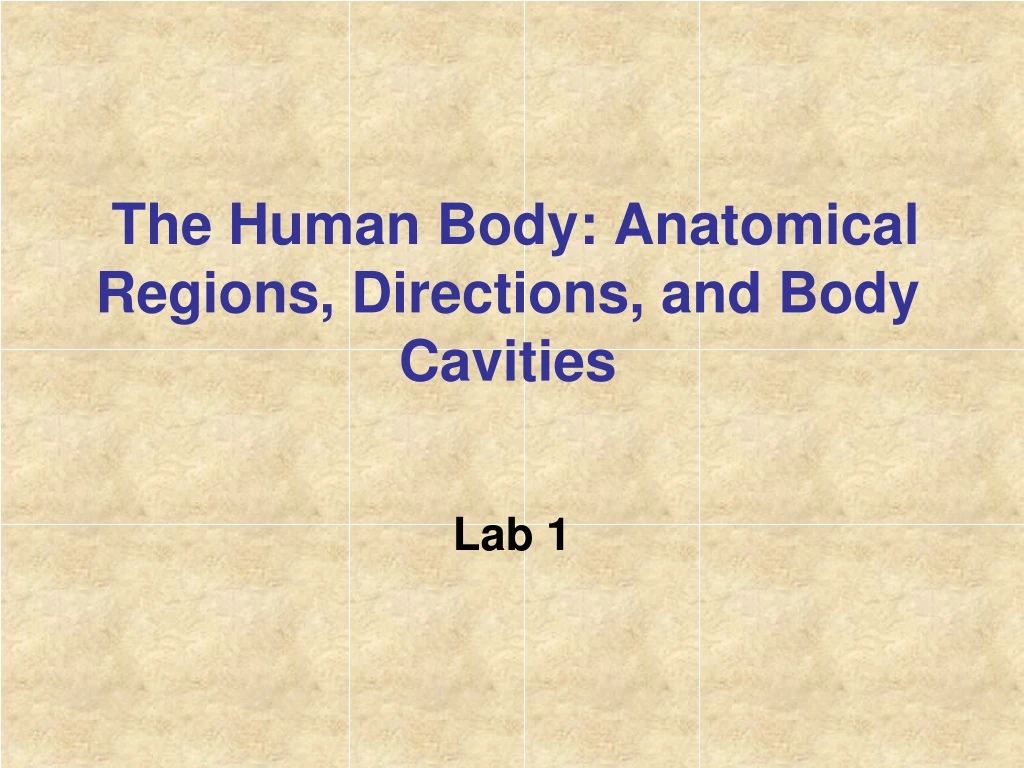 the human body anatomical regions directions and body cavities