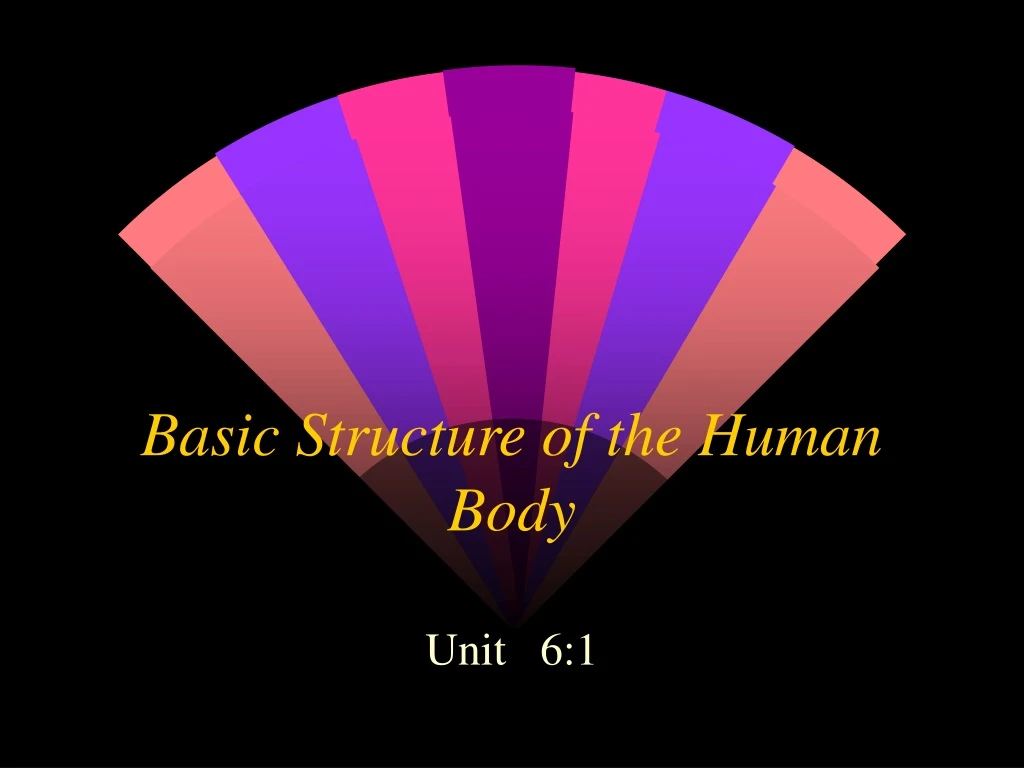 basic structure of the human body