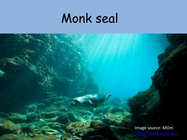 Monk seal