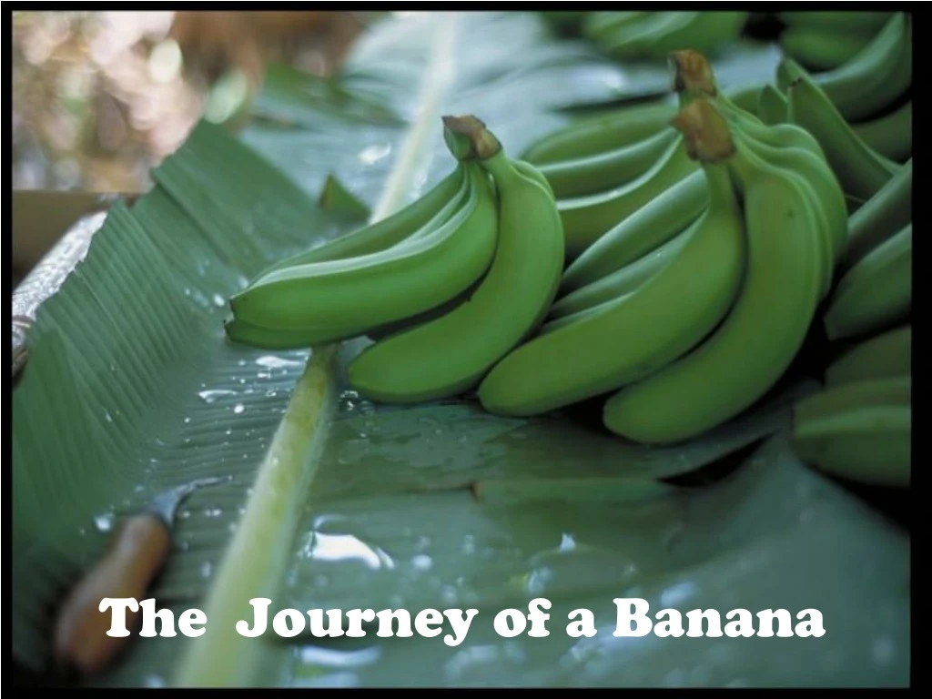 the journey of a banana