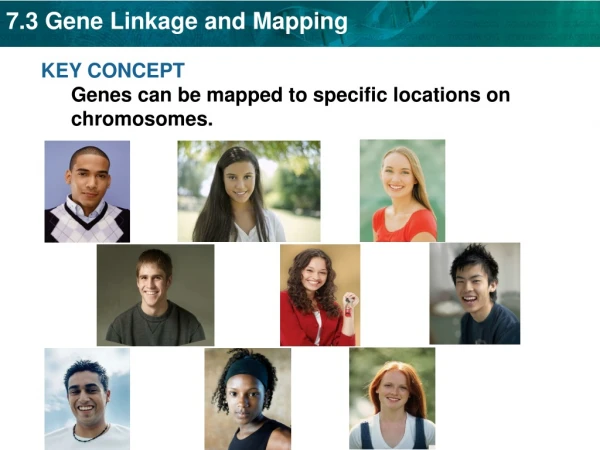 KEY CONCEPT Genes can be mapped to specific locations on chromosomes.