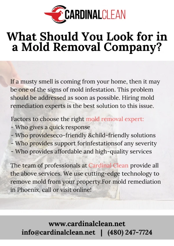 What Should you Look for in a Mold Removal Company?