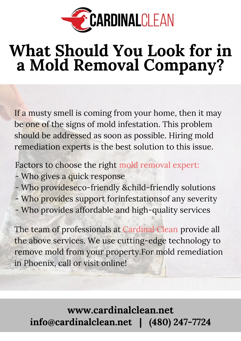what should you look for in a mold removal company